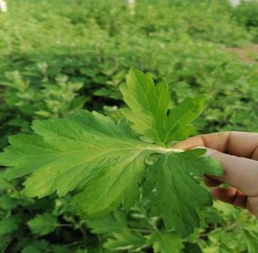 “艾”如珍宝，彤乐艾艺艾制品将亮相北京健康产业博览会！